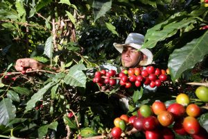 productores de café peruano
